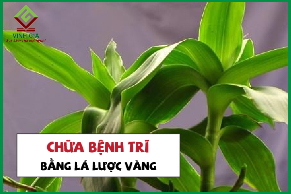 Dùng cây lược vàng giảm cơn đau trĩ như thế nào hiệu quả?