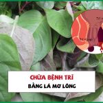 5 cách dùng lá mơ lông đẩy lùi bệnh trĩ đơn giản và an toàn