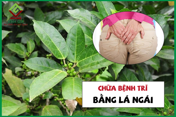 Dùng lá ngái làm dịu cơn đau trĩ như thế nào tốt nhất?