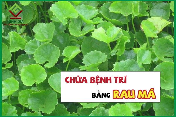 Dùng rau má làm dịu cơn đau trĩ có thực sự hiệu quả?