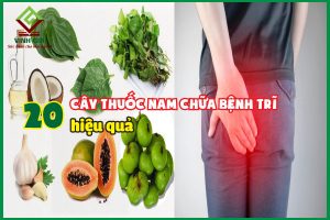 20 cây thuốc nam chữa trị bệnh trĩ hiệu quả nhất hiện nay