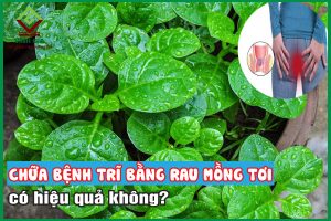 Chữa bệnh trĩ bằng rau mồng tơi có hiệu quả không?