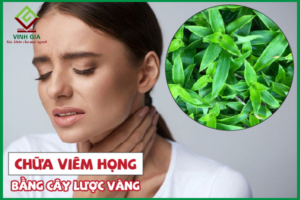 4 Cách dùng cây lược vàng chữa viêm họng hiệu quả