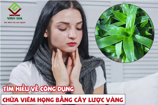 Công dụng của cây lược vàng chữa viêm họng