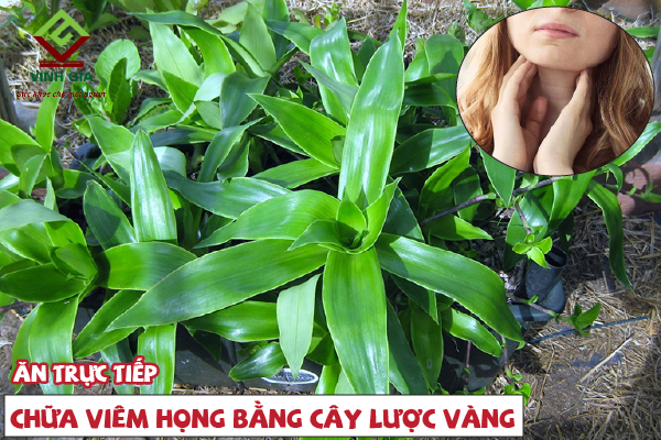 Dùng lá cây lược vàng để nhai trực tiếp trị viêm họng rất hiệu quả