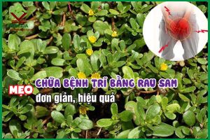 Mẹo chữa bệnh trĩ bằng rau sam đơn giản mà hiệu quả