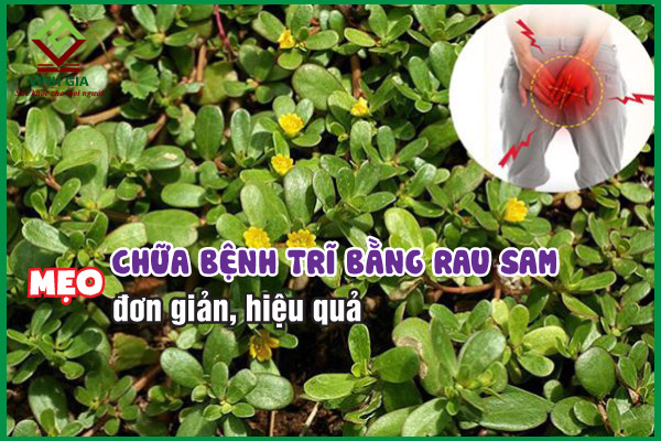Mẹo chữa bệnh trĩ bằng rau sam đơn giản mà hiệu quả