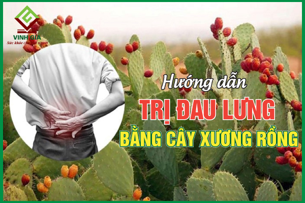 Cách giảm đau lưng bằng cây xương rồng cực hiệu quả