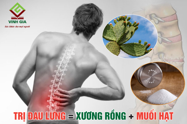 Hướng dẫn cách dùng cây xương rồng và muối chữa bệnh đau lưng