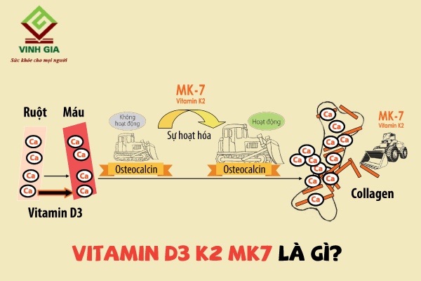 Vitamin D3 K2 MK7 là sự kết hợp bổ sung của vitamin D3 và vitamin K2