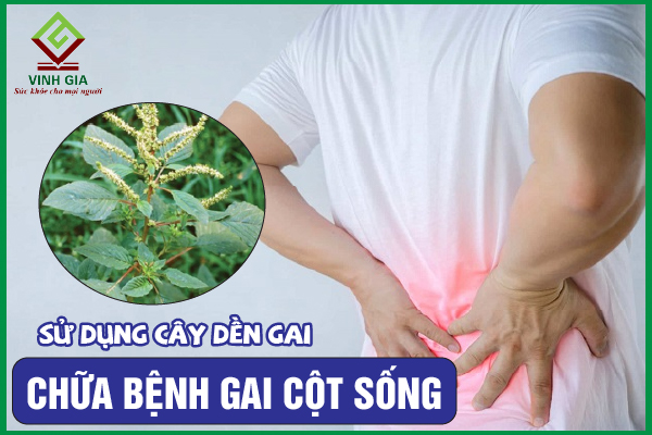 5 cách dùng cây dền gai cải thiện bệnh gai cột sống hiệu quả