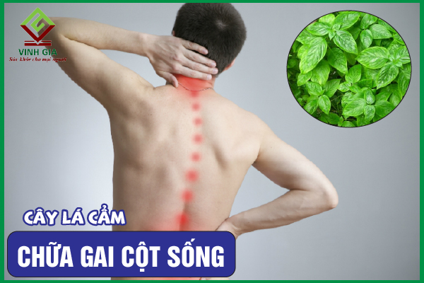 Cách dùng cây lá cẩm cải thiện gai cột sống hiệu quả