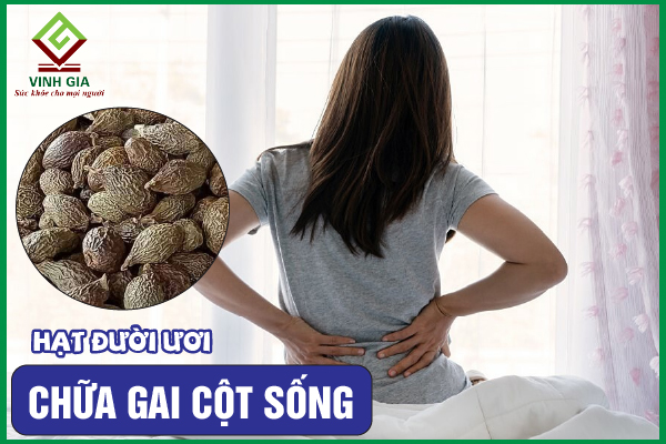 Cách cải thiện gai cột sống bằng hạt đười ươi rất dễ thực hiện