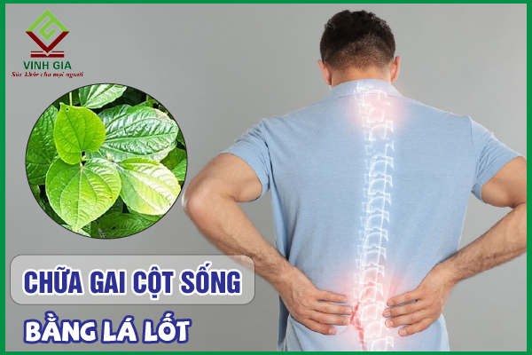 9 Cách dùng lá lốt khắc phục gai cột sống hiệu quả tại nhà
