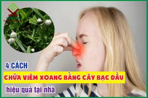 Bật mí 4 cách dùng cây bạc đầu chữa viêm xoang tại nhà