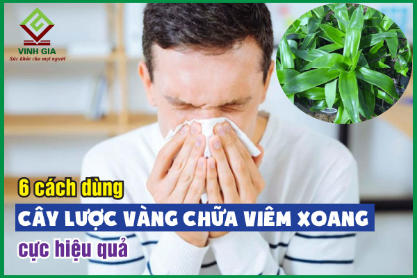 “Bật mí” 6 cách dùng cây lược vàng chữa viêm xoang hiệu quả