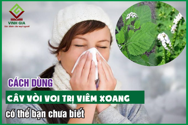 Cách chữa viêm xoang bằng cây vòi voi an toàn, hiệu quả