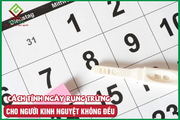 Cách tính ngày rụng trứng cho người kinh không đều
