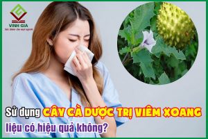 Cây cà dược trị viêm xoang có hiệu quả không?