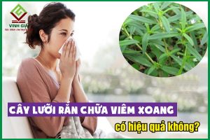 Dùng cây lưỡi rắn trị viêm xoang có hiệu quả không?