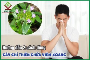 Hai cách dùng cây chỉ thiên trị viêm xoang hiệu quả tại nhà