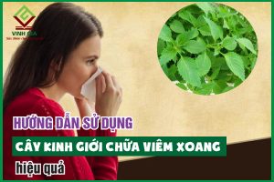 Mẹo dân gian sử dụng cây kinh giới chữa viêm xoang hiệu quả