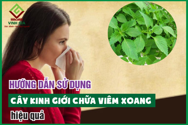 Mẹo dân gian sử dụng cây kinh giới chữa viêm xoang hiệu quả