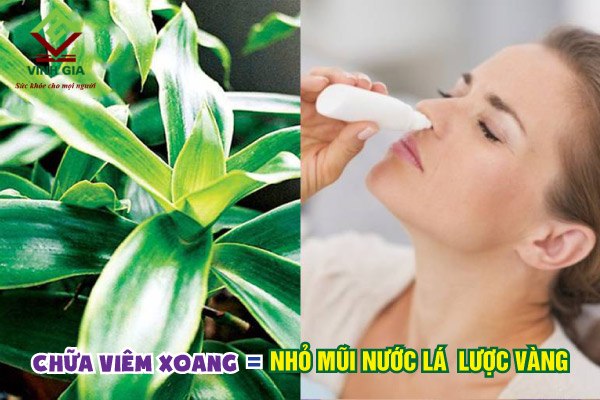 Nhỏ mũi chữa viêm xoang bằng nước lá cây lược vàng giúp bệnh nhanh được cải thiện