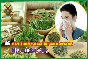 Tổng hợp 16 cây thuốc nam trị viêm xoang hiệu quả