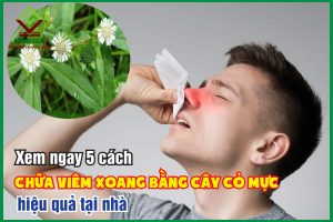 Tổng hợp 5 cách dùng cây cỏ mực chữa viêm xoang tại nhà