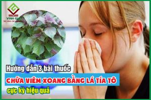 Hướng dẫn 3 bài thuốc chữa viêm xoang bằng lá tía tô cực kỳ hiệu quả