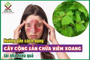 Hướng dẫn cách dùng cây cộng sản chữa viêm xoang hiệu quả bất ngờ