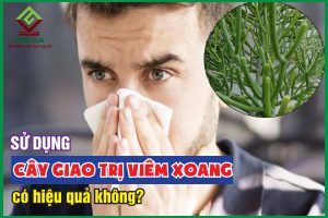 Dùng cây giao trị viêm xoang liệu có hiệu quả không?