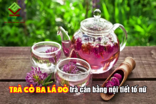 Trà cỏ ba lá đỏ cũng giúp bổ sung nội tiết tố hiệu quả Trà cỏ ba lá đỏ cũng giúp bổ sung nội tiết tố hiệu quả