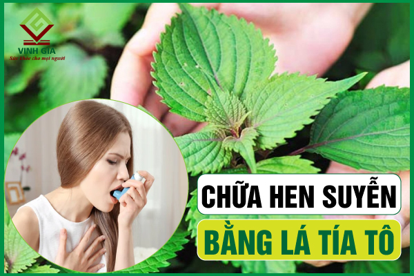 Cách chữa hen phế quản bằng lá tía tô cực đơn giản