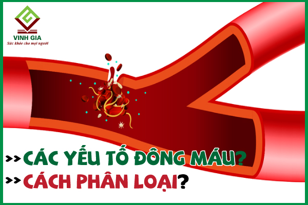 Yếu tố đông máu gồm những gì và cách phân loại