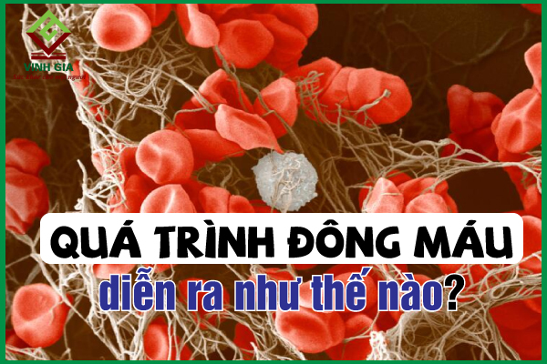Quá trình đông máu diễn ra như thế nào và cơ chế đông cầm máu